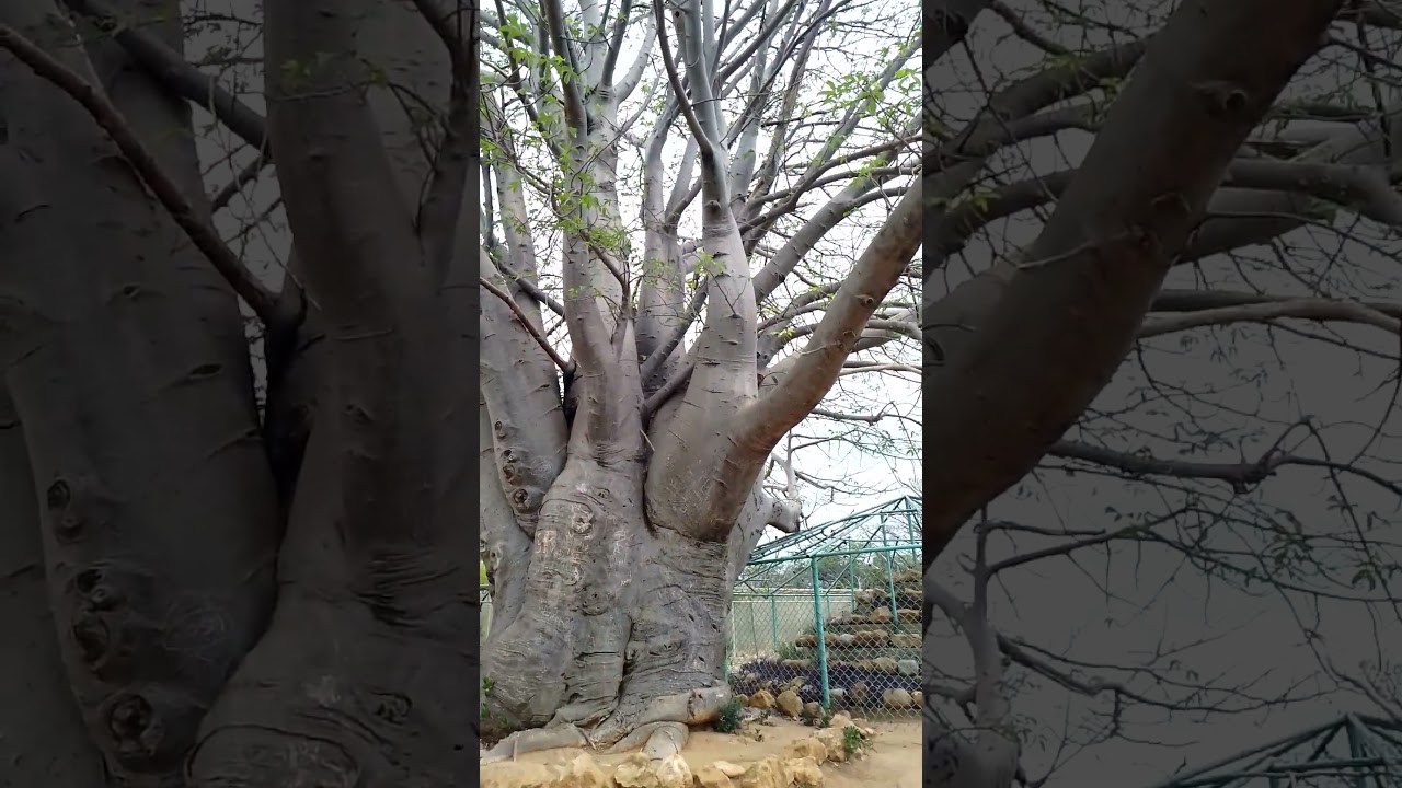 Baobab (Adansonia digitata) | Jard&iacute;n Bot&aacute;nico Xer&oacute;fito Dr. Leon Croizat