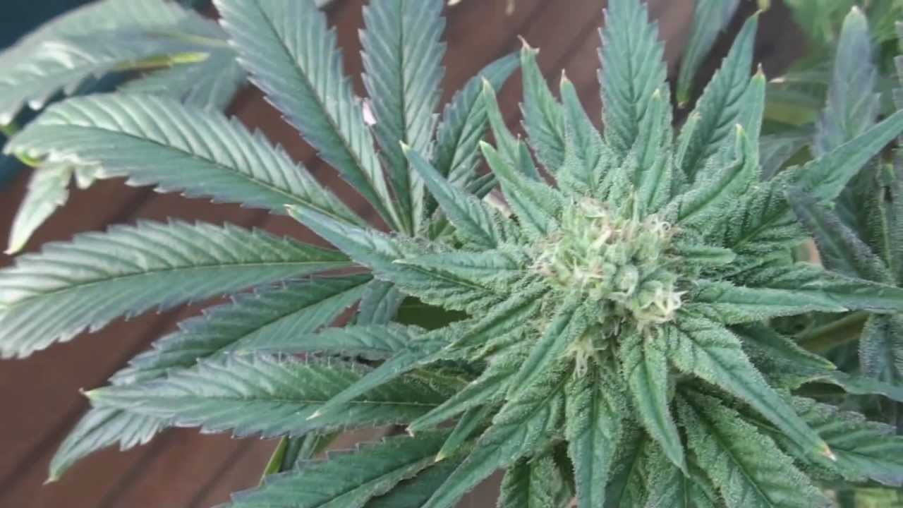 Herijuana Plants Seeding 04/09/12