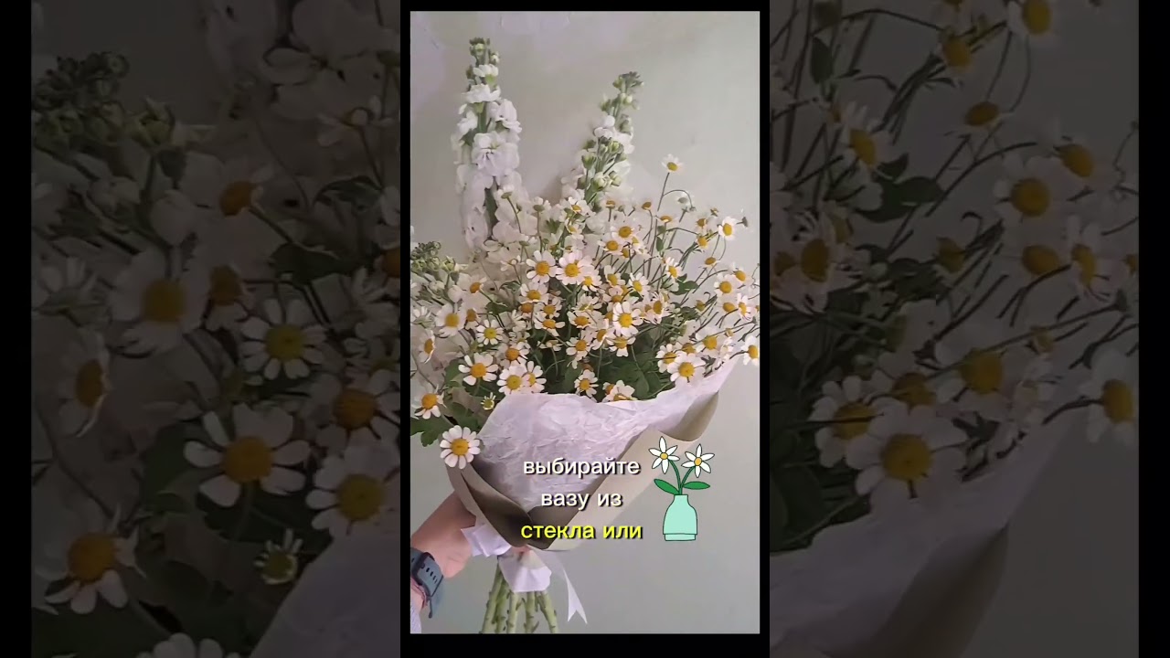 как ухаживать за букетом ромашек #ромашки #охапкаромашек #полевойбукет #букетромашек #уходзацветами