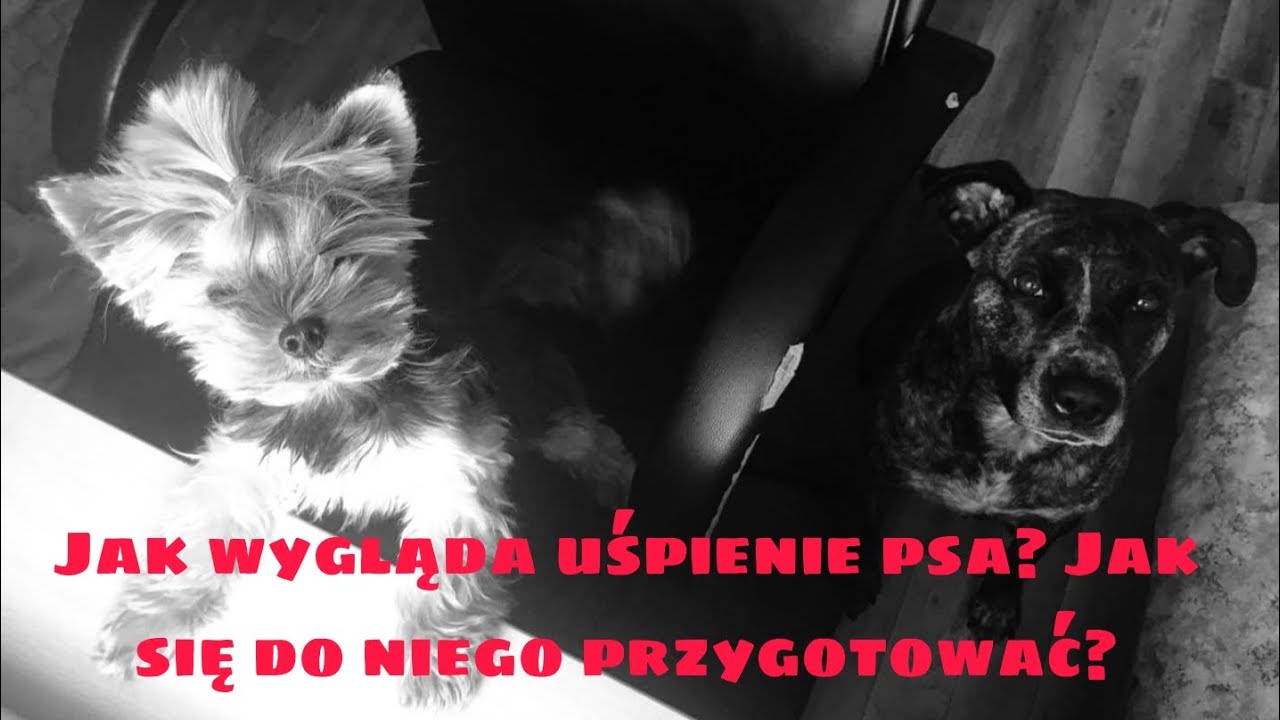 Jak wygląda uśpienie psa? Jak się do niego przygotować? 