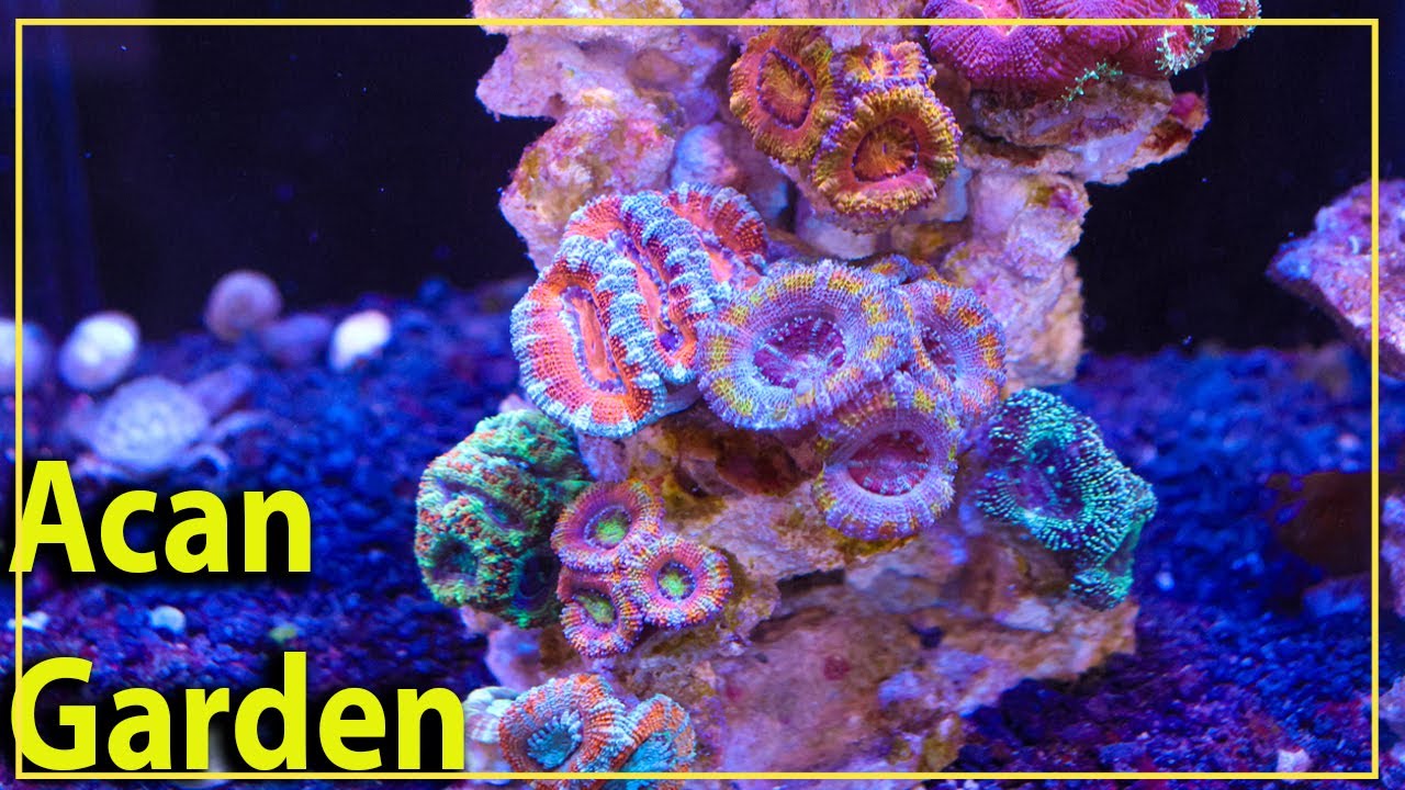 How To Create a Stunning Acan Coral Garden