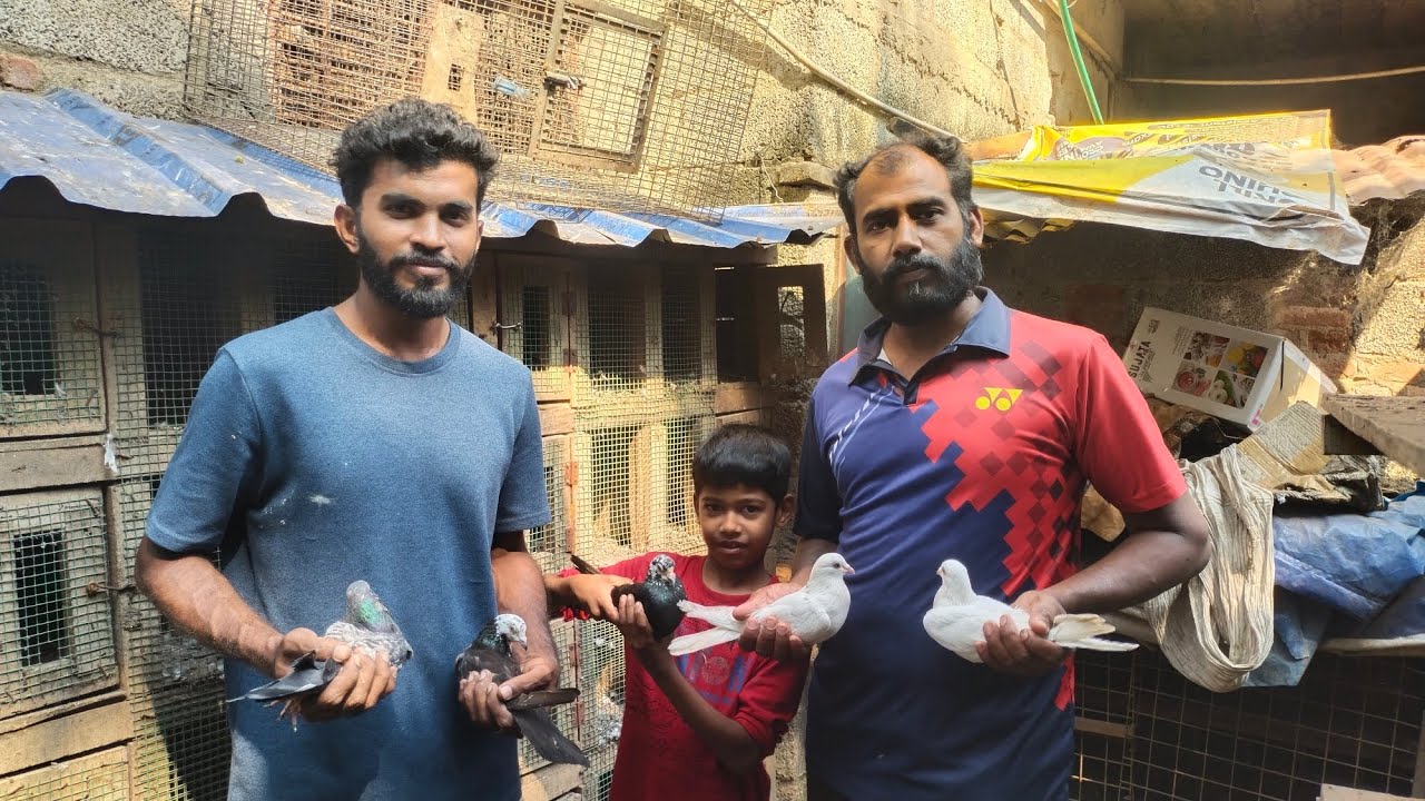 UNLIMITED PARAVA FOR SALE IN TRIVANDRUM | NAGARCOIL LINAGE | GUARANTEE RESULTED BIRD | 13+ resulted 