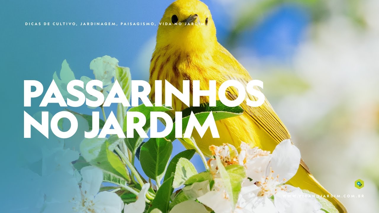 Atraia PÁSSAROS e TENHA mais VIDA NO JARDIM