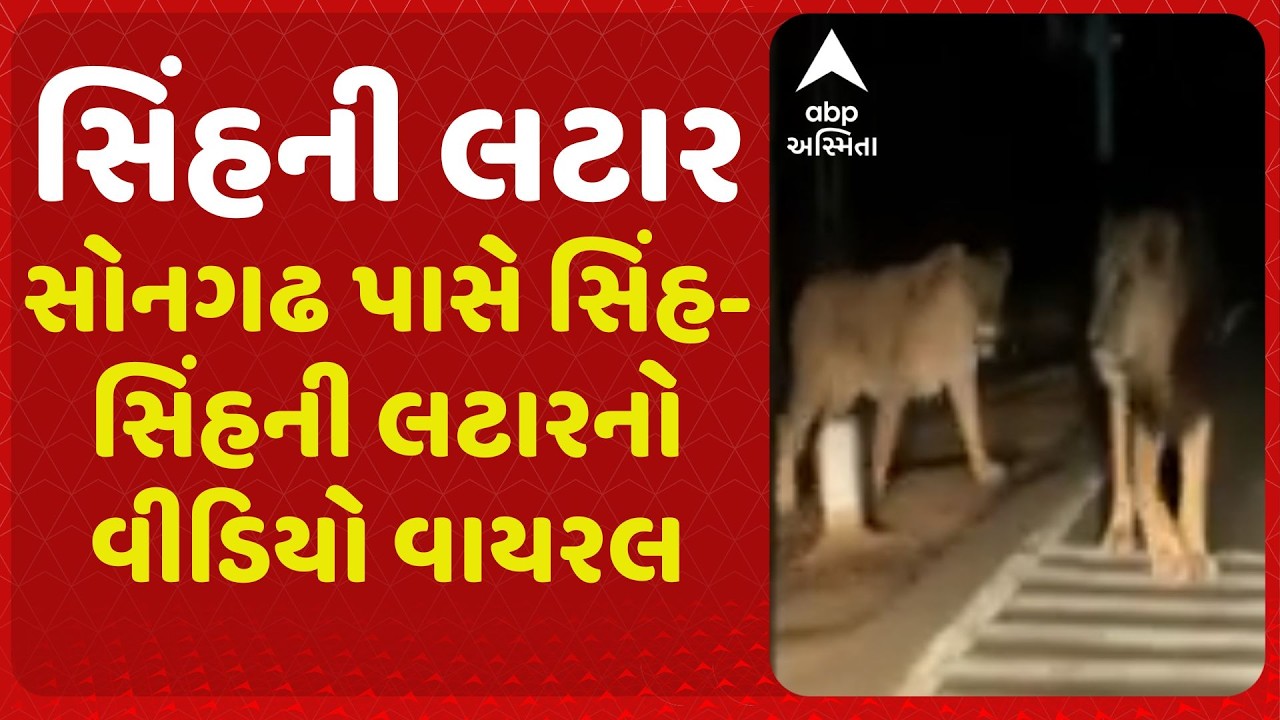 Gir Somnath | સોનગઢ પાસે સિંહ-સિંહની લટારનો વીડિયો વાયરલ, ભાવનગર-રાજકોટ મુખ્ય માર્ગ પરની ઘટના