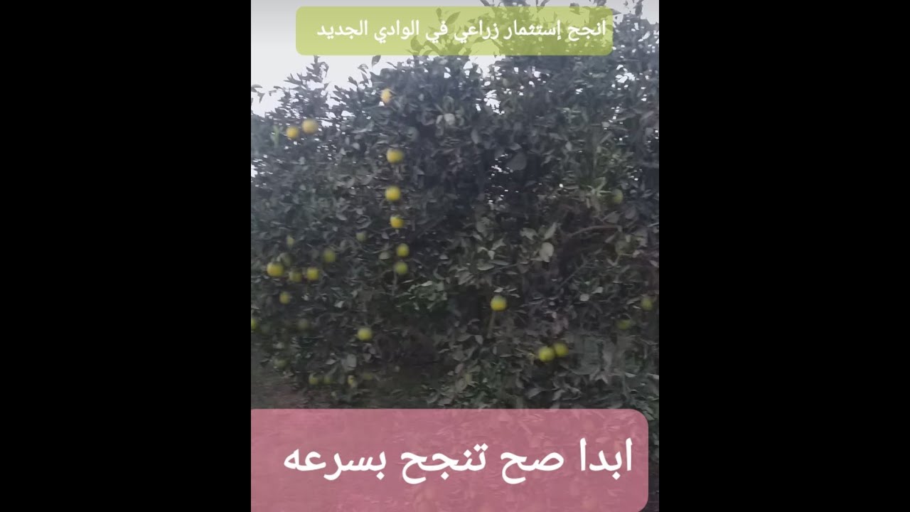 انجح إستثمار زراعي  في الفرافره(الوادي الجديد )💯💯💯👉