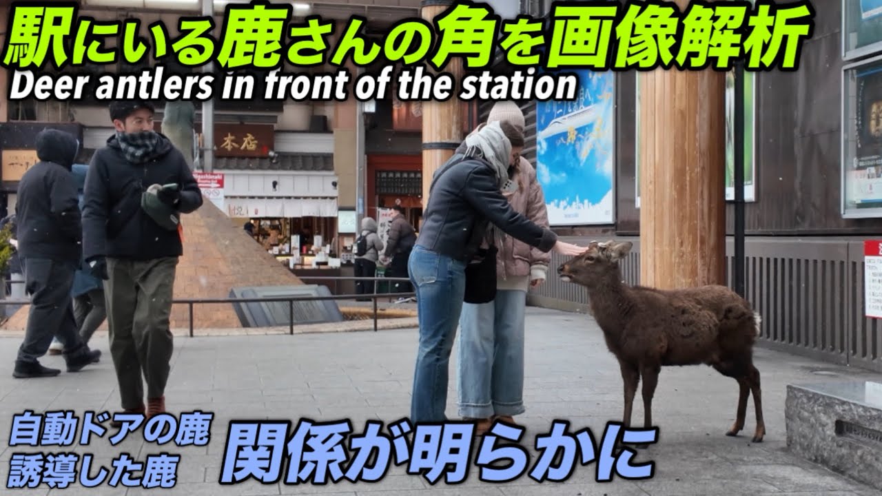駅にいる鹿さんの角を画像解析　自動ドアの鹿誘導した鹿の関係が明らかにDeer antlers in front of the station