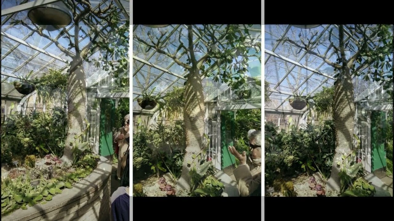 🌵🌼🌿 Beautiful Greenhouse Memories While Waiting for Planting Season 🍋🌵🐰