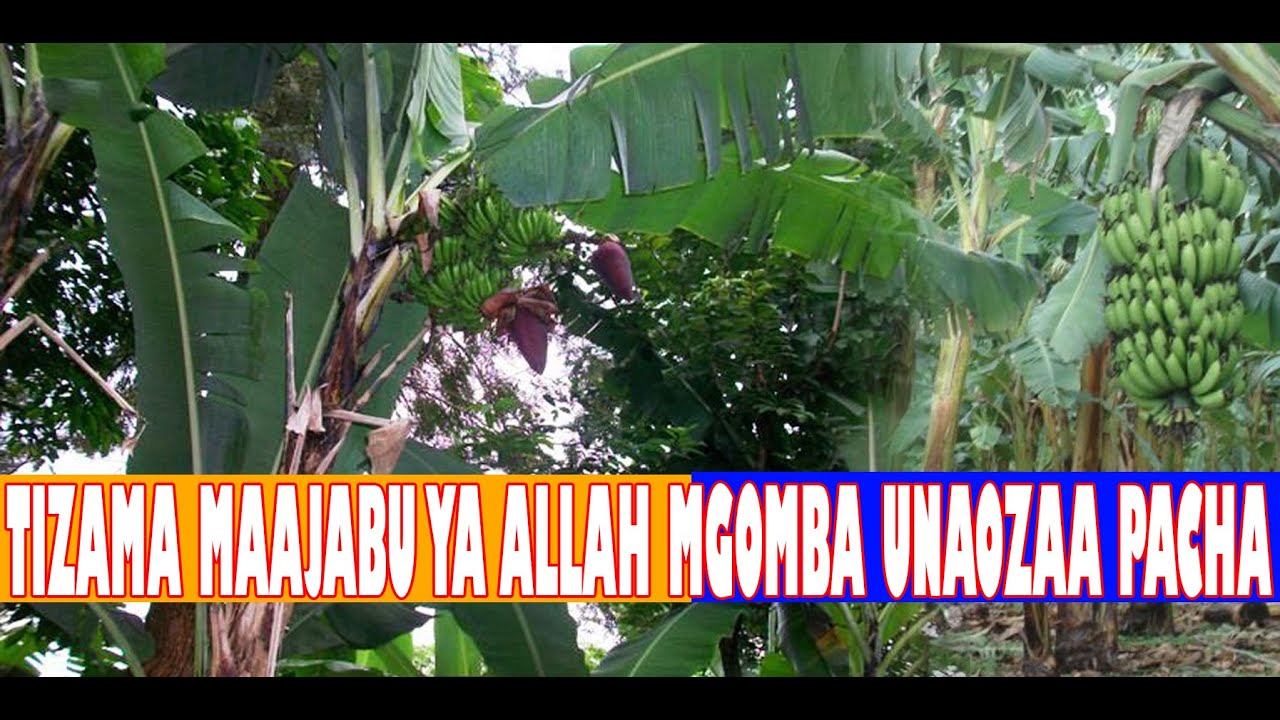 IKIWA WATU HUZALIWA PACHA / TIZAMA LEO MAAJABU YA ALLAH / MGOMBA UNAOZAA PACHA MBILI MPAKA NNE
