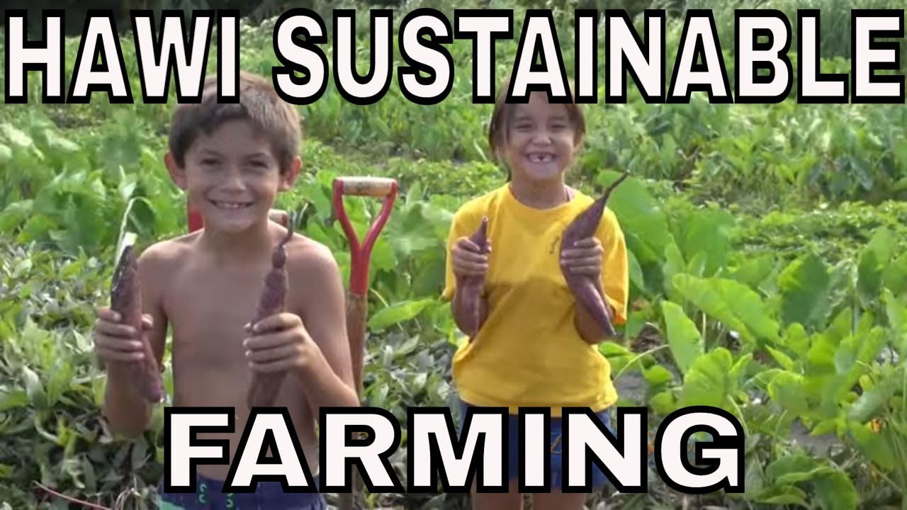 Hawi Sustainable Farming: Local Families Cultivating a Greener Future
