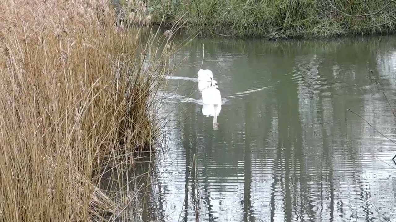 Swans