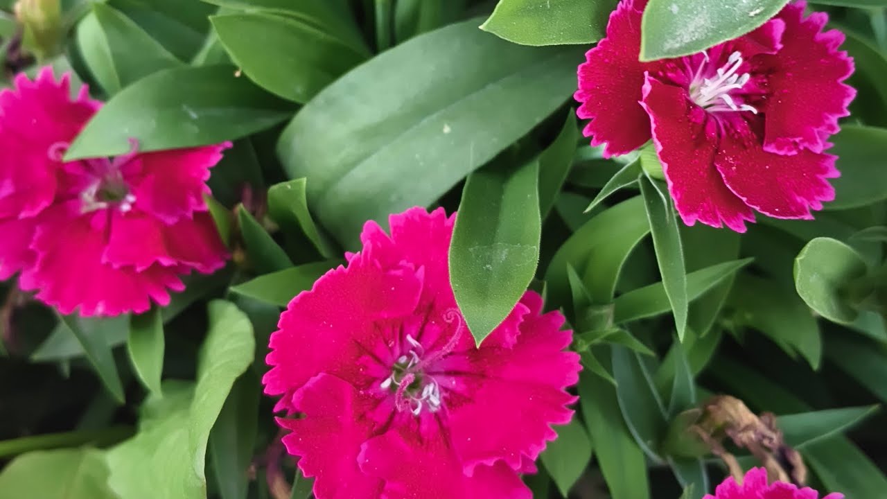NAVITA HOME GARDEN is live!Denthus plant care|live gardening tips