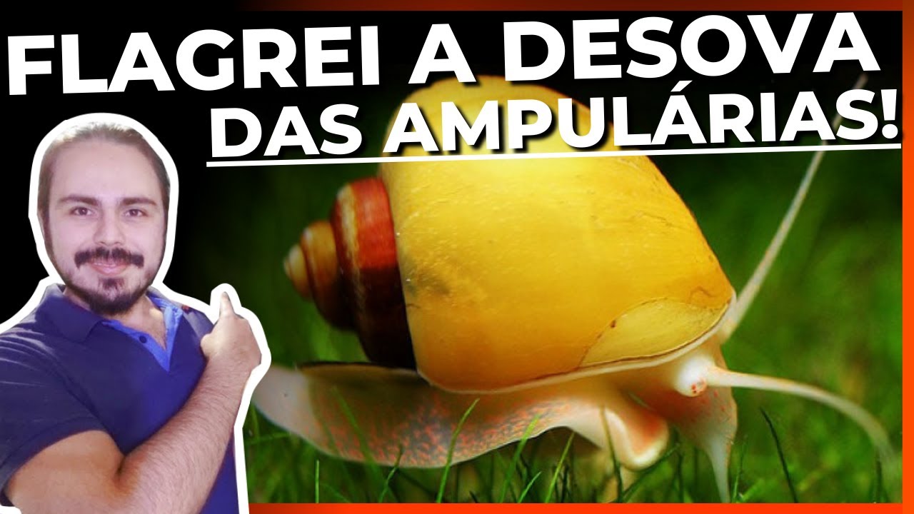 🔴FLAGREI A DESOVA E A ECLOSÃO DOS OVOS DE AMPULÁRIAS! |Mr. Betta|