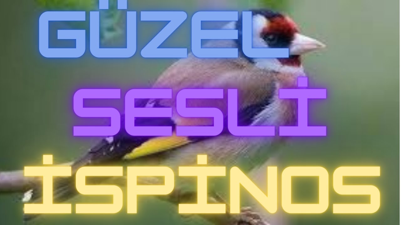 İspinoz nedir, nasıl beslenir?