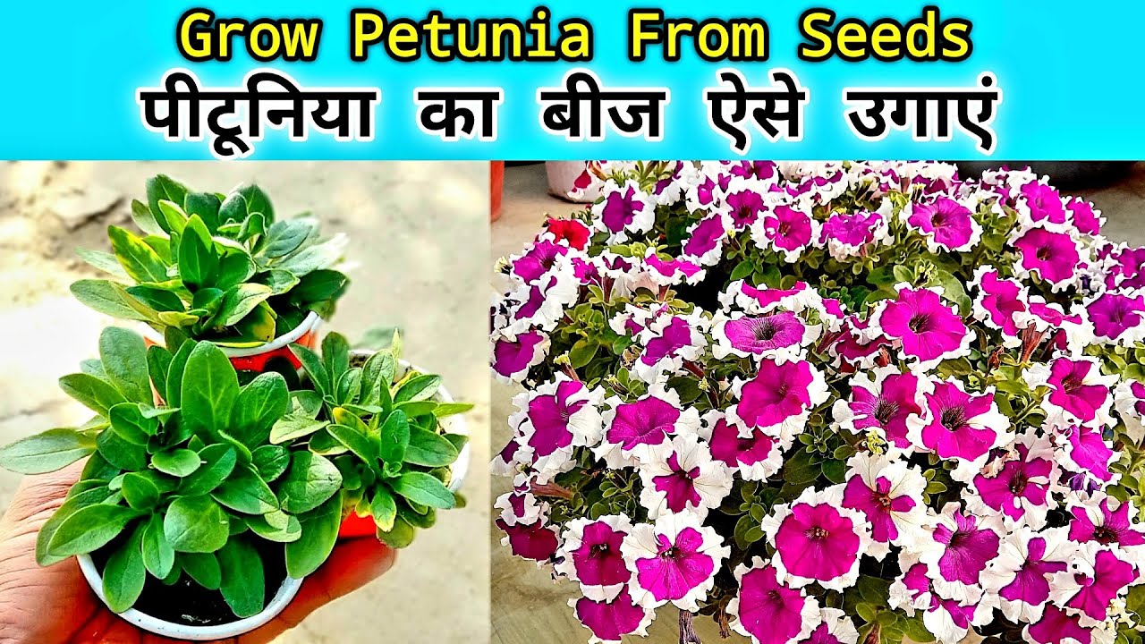 How To Grow Petunia From Seeds / पिटुनिया बीज से उगायें / पिटुनिया का बीज कैसे उगाये / petunia grow