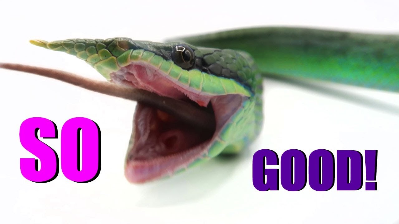 Feeding My Pet RHINO Ratsnake | INCREDIBLE SNAKE FOOTAGE | EMZOTIC
