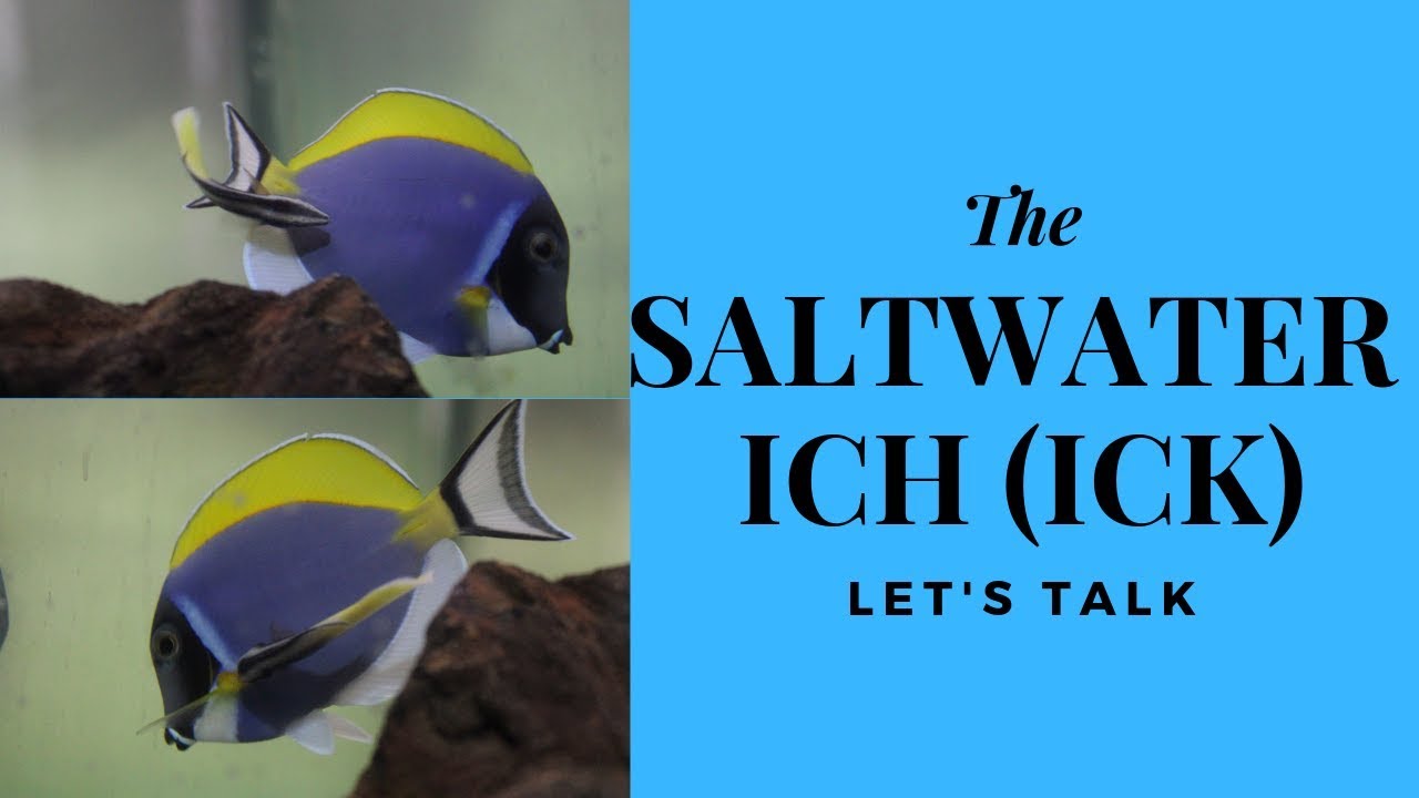 Let&rsquo;s Talk Marine Ich The Saltwater Parasite (Cryptocaryon Irritans)
