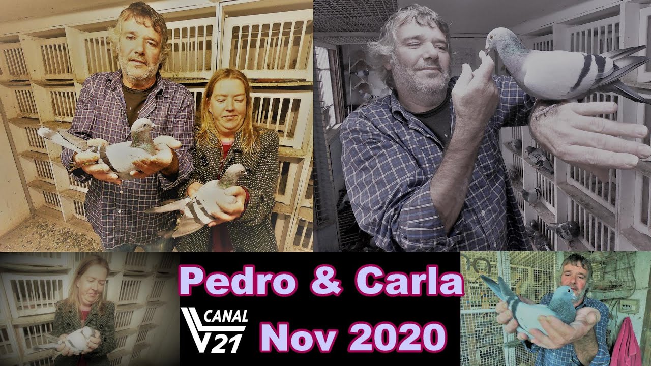 Columbofilia / O Pombal e Seus Pombos / Pedro & Carla (Nov 2020) / VL21