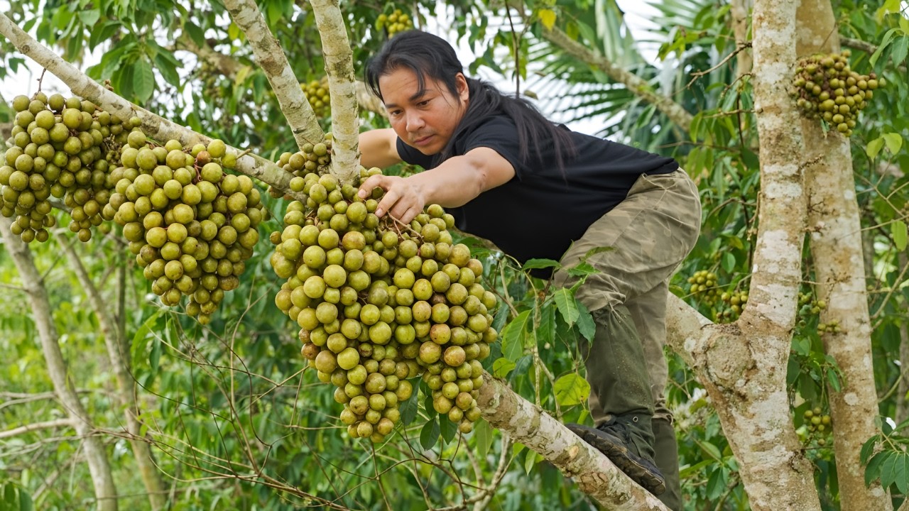 Harvesting figs and palm fruits to bring back to shelter - Fishing, cooking, surviving on the river