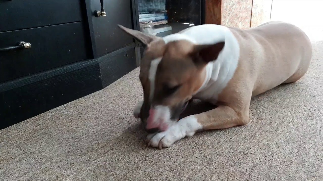 4. ChuckIt Ultra squeaker ball