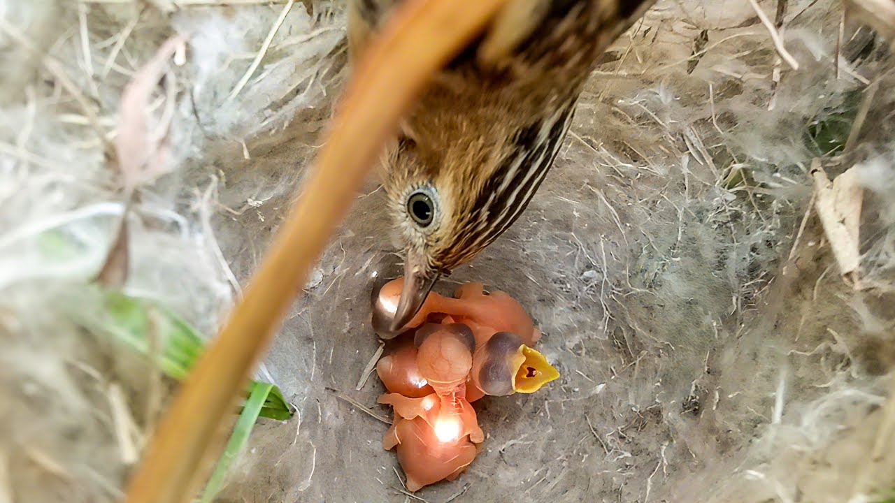 Zitting Cisticola Bird Gently Caring for Her Newly Hatched Babies in the Nest