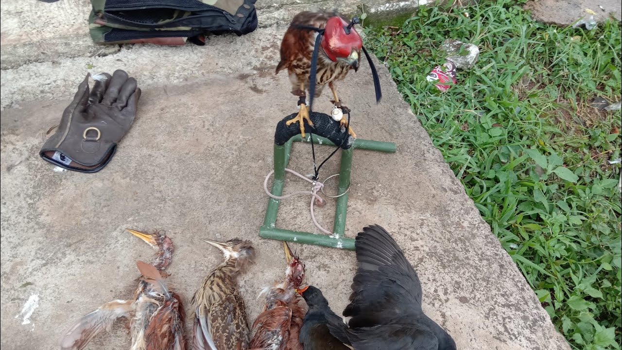 HUNTING WITH BROWN GOSHAWK 