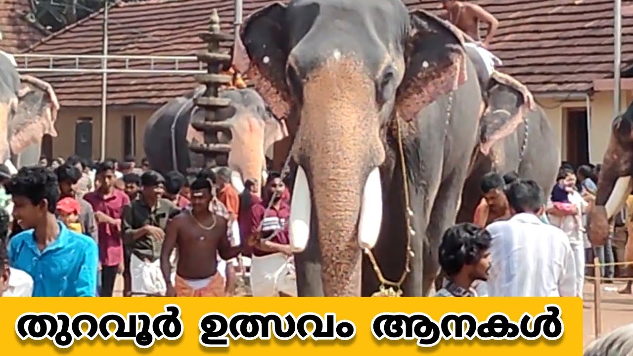 Thuravoor Utsavam 2023 Elephants