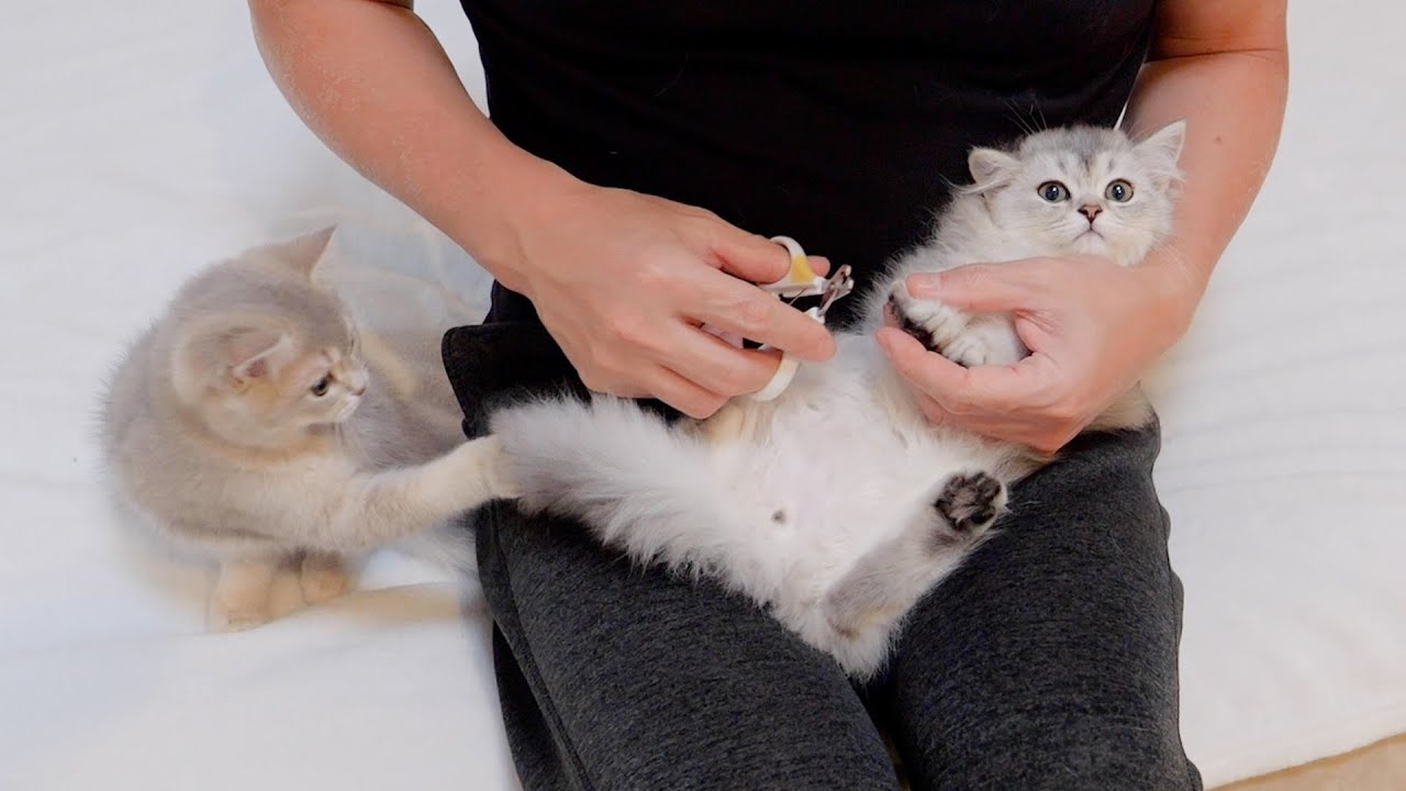 Котенок, который ревнует, когда других братьев и сестер держат на руках, такой милый...