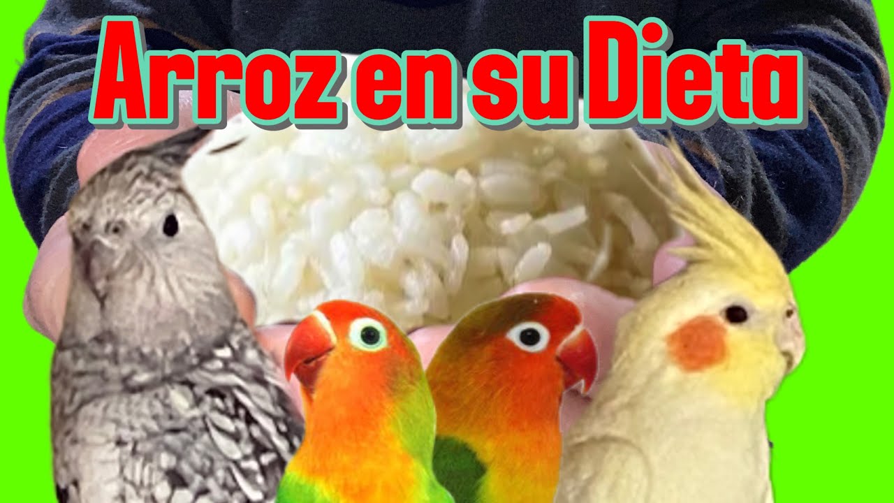 ARROZ!!! IMPRESCINDIBLE para NINFAS Y AGAPORNIS