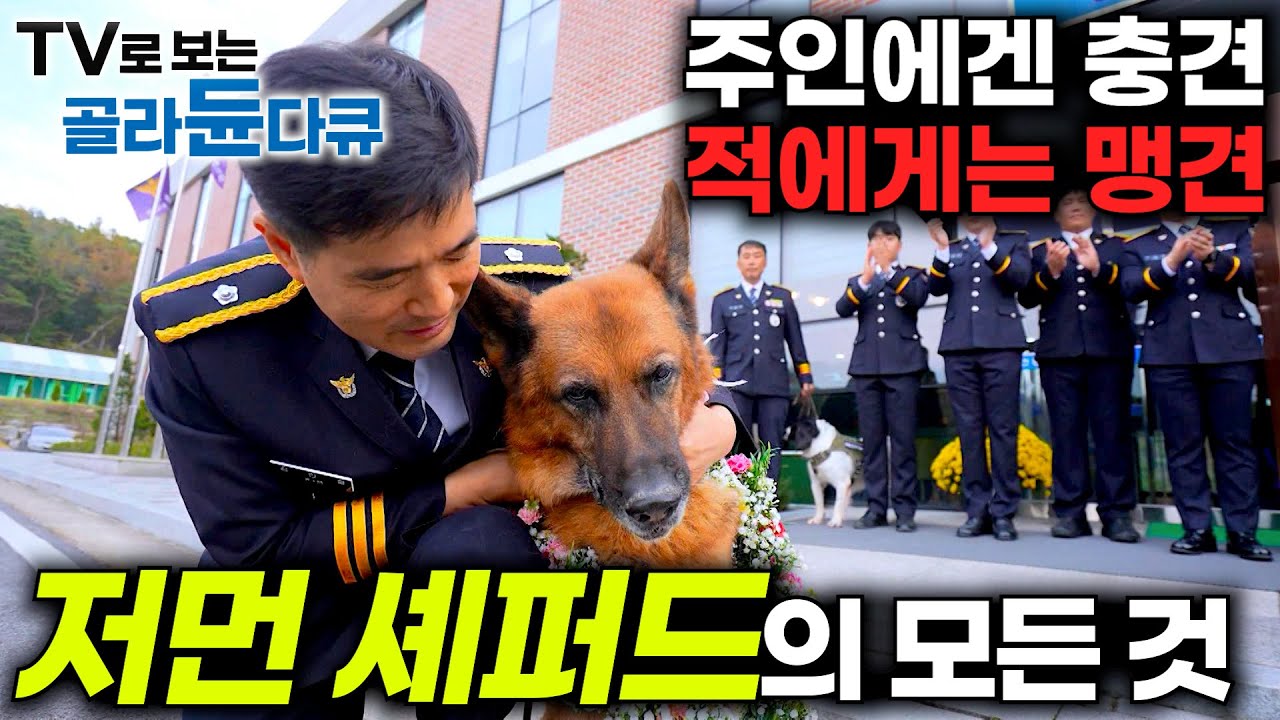 나치 히틀러의 반려견에서 전세계 최고의 만능견이 되기까지｜인류 역사와 함께한 개, 저먼 셰퍼드의 역사｜다큐프라임｜#골라듄다큐