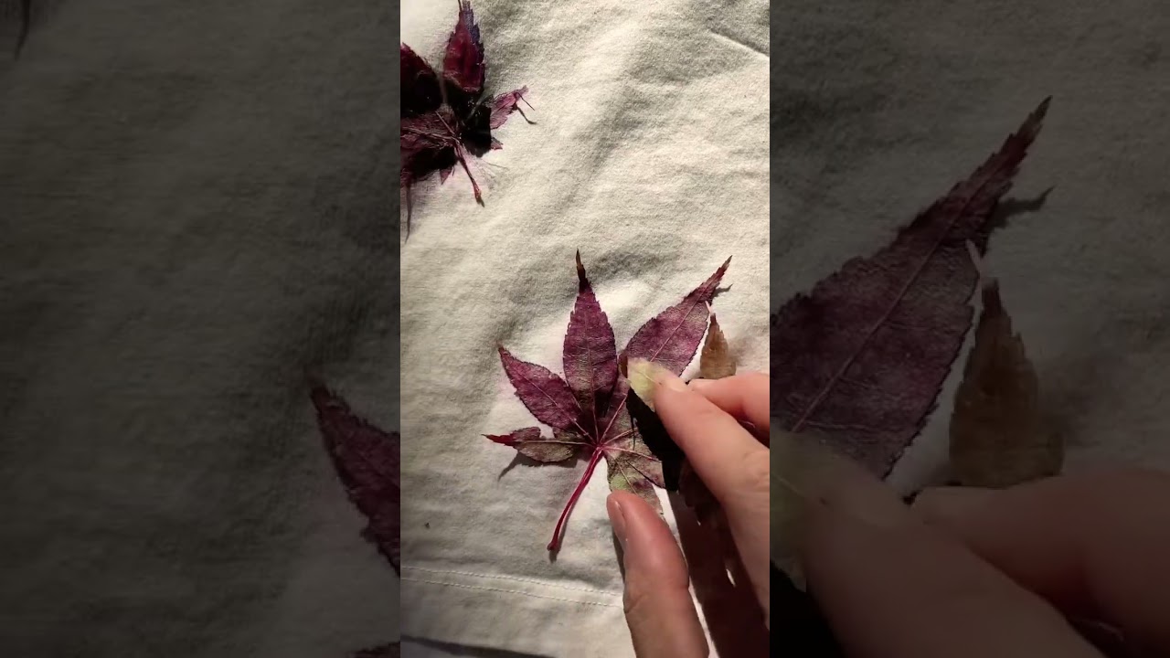 Eco Printing with Maple Leaves 🌿 #naturaldye #ecoprinting #plantdye
