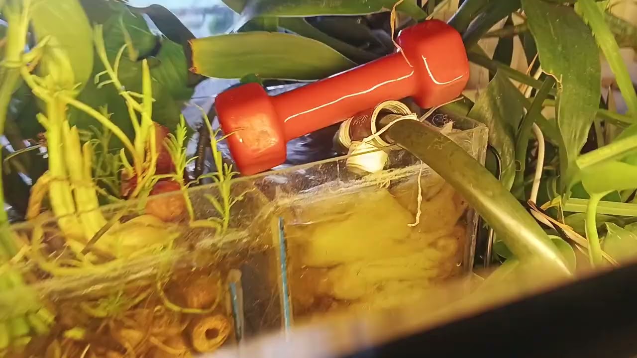Day 12: No water change challenge (nagdagdag tayo mg garlic aquaphonic)