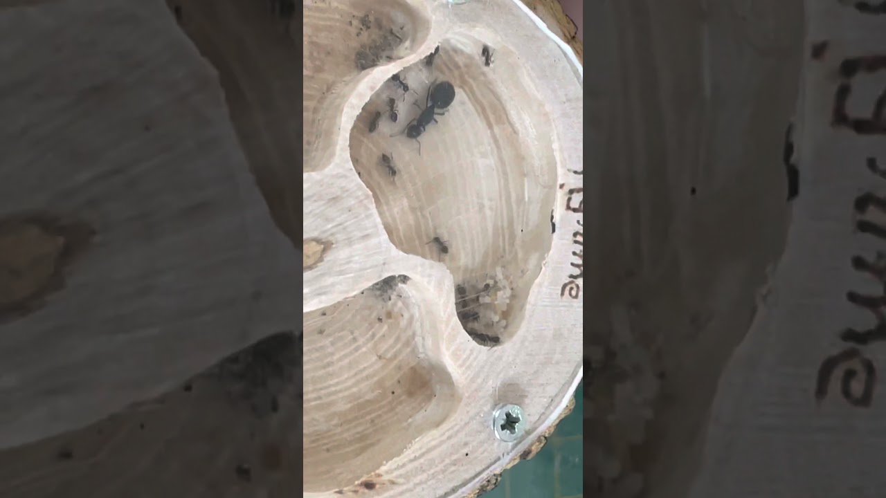 Fourmis Crematogaster auberti passage en nid bois ( myrme secret de terre)