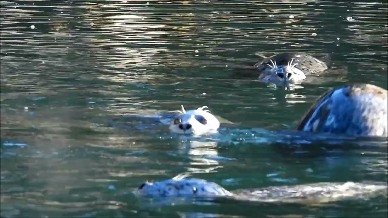 The Harbor Master Seals