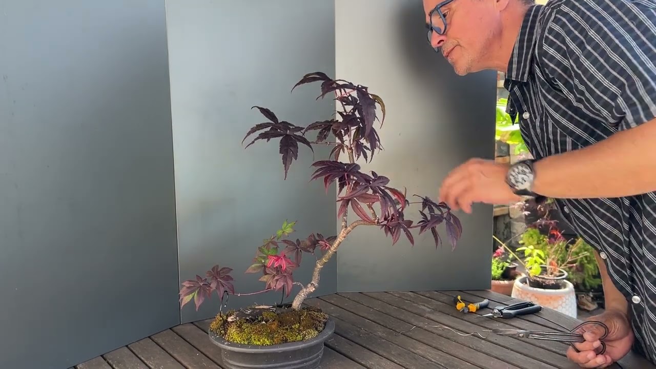 Bloodgood Japanese Maple pruning