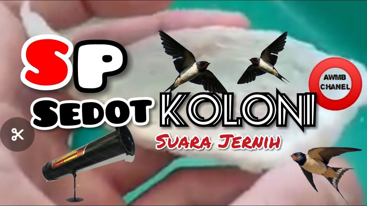 SUARA KOLONI WALET PALING RESPON