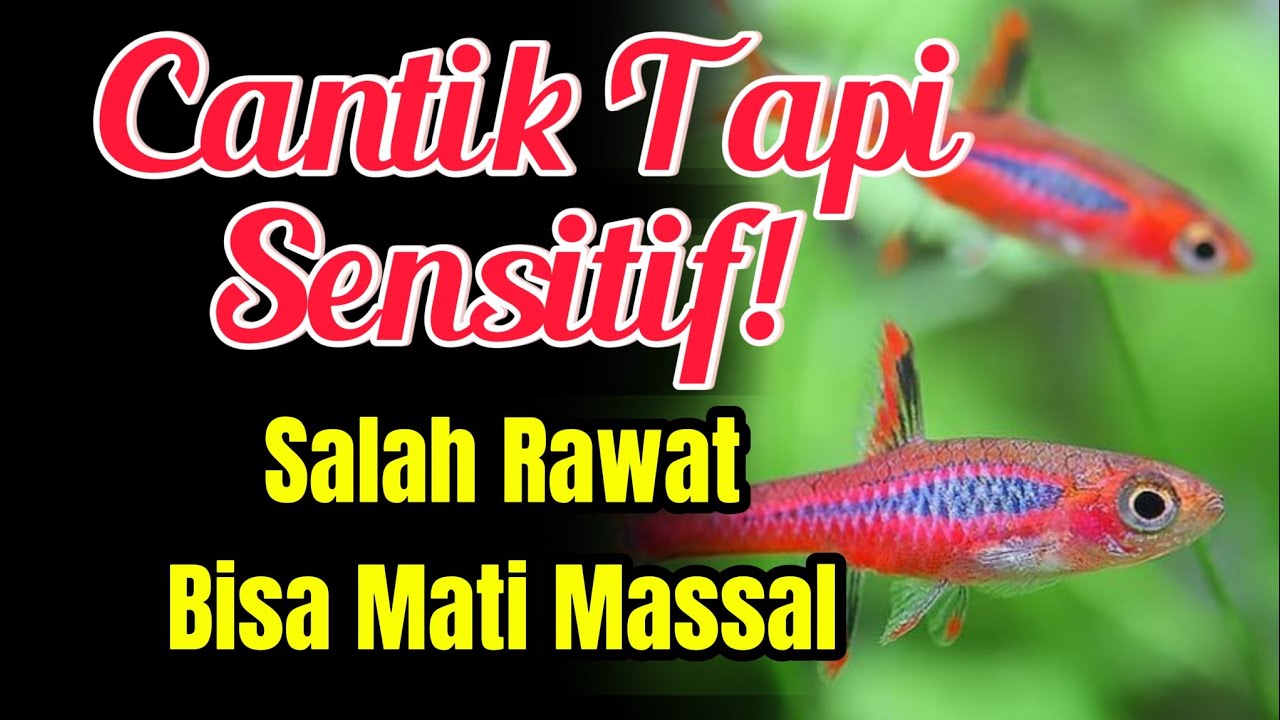 Jangan Pelihara Chilli Rasbora Kalau Belum Tahu Fakta Ini!