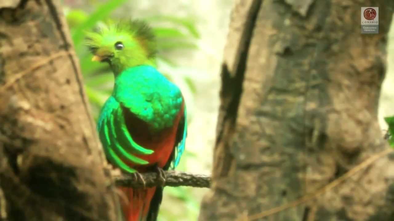 Biodiversidad de M&eacute;xico