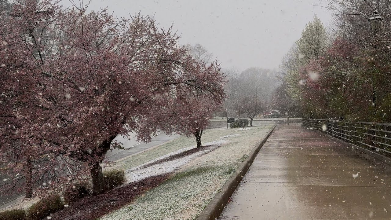 Late winter snow walk in Farmville, Virginia. ❄️ March 12, 2026