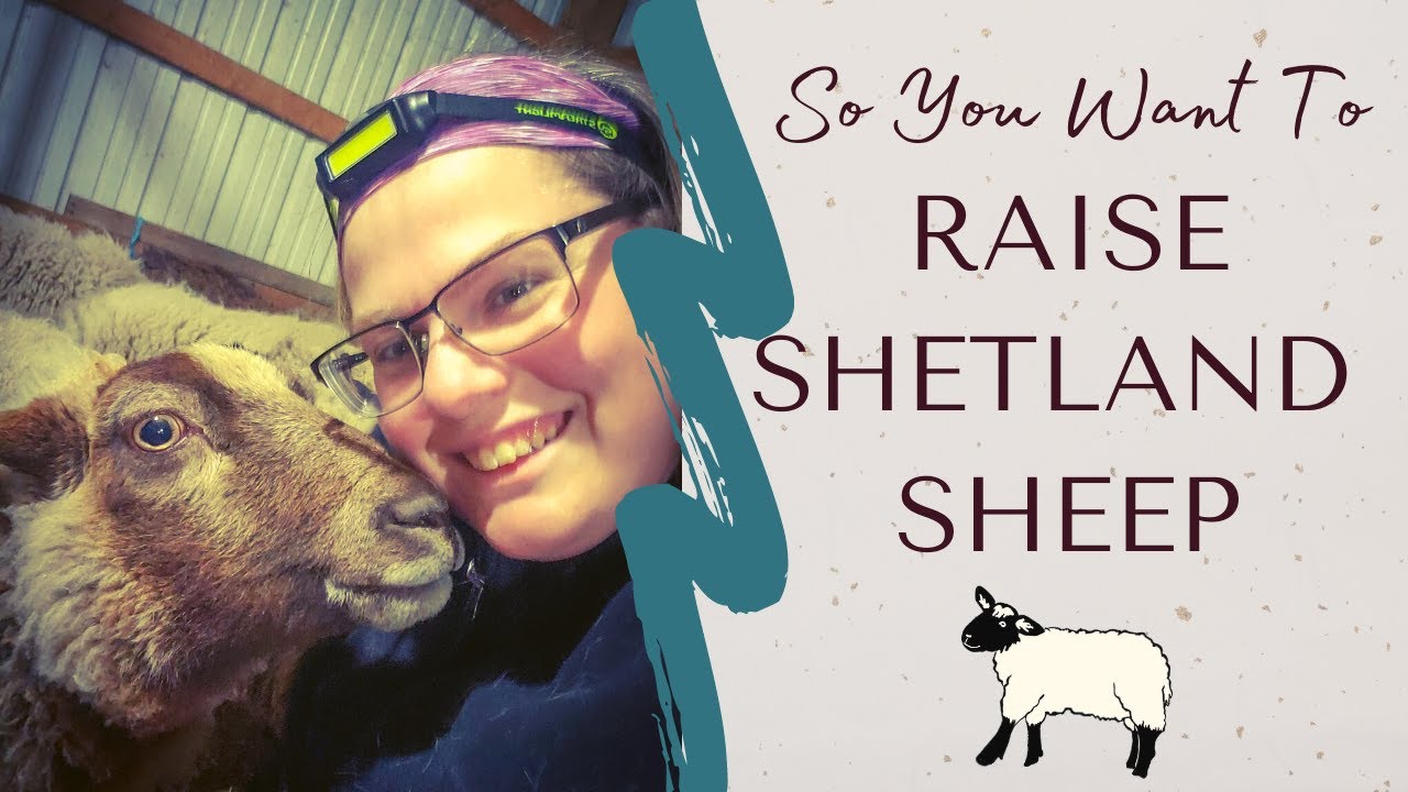 Raising Shetland Sheep for Wool and Meat | Fiber Farm Chronicles