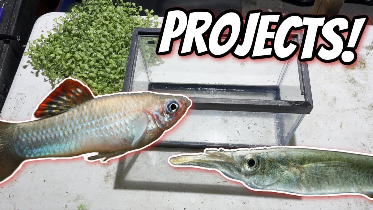 Let’s set up a New Halfbeak Breeding Tank and New DIY Fry tank! Unboxing more Fish From Dan’s Fish!