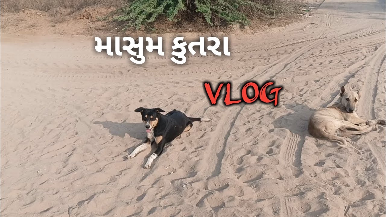 ગાડી જોઈન ગરમ થયો કુતરો 