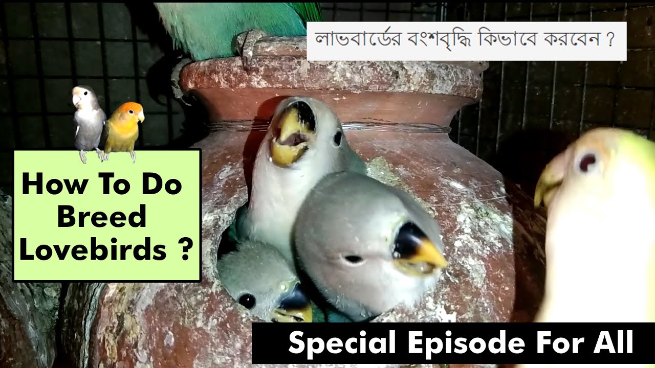 লাভবার্ডের বংশবৃদ্ধি কিভাবে করবেন? | Lovebird Breeding  | সমস্ত লাভবার্ড ব্রিডারের জন্য সঠিক গাইড।