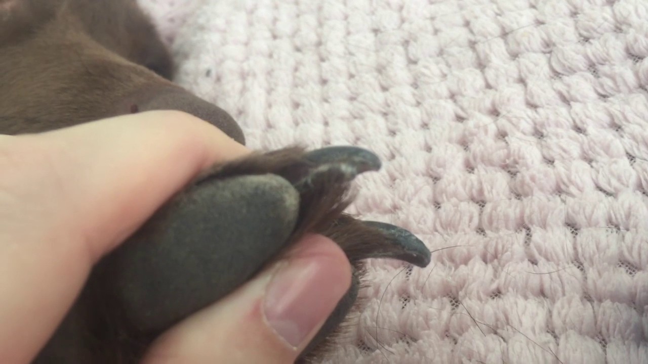 DIY Split & Cracked Dog Nail Repair, No Vets Needed