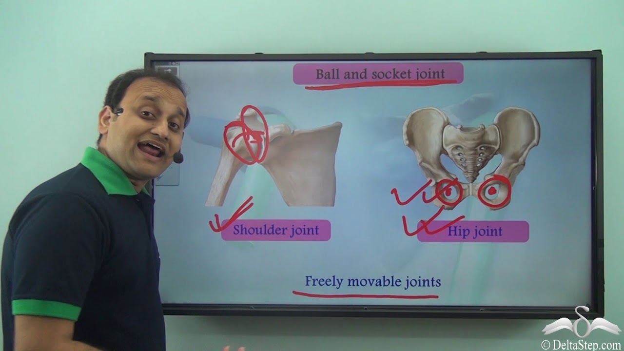 Joints and its types | Human Skeleton System | CBSE and NCERT Class 6| ICSE Class 5