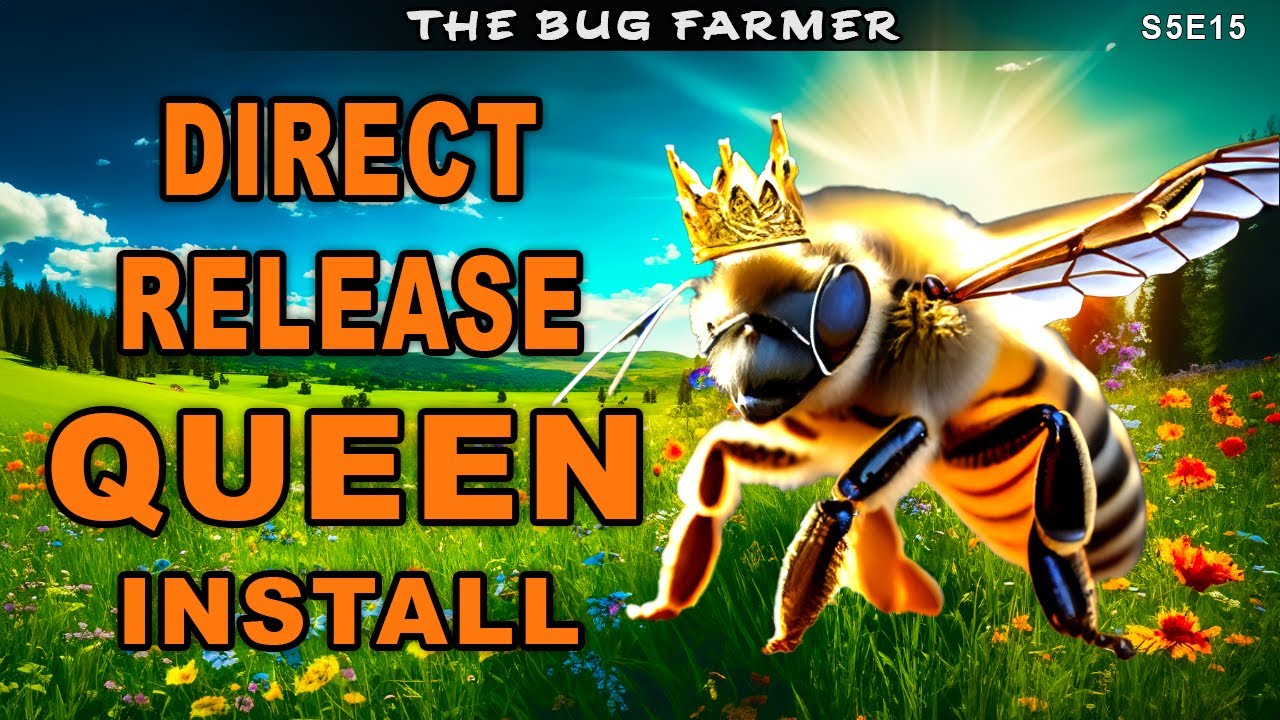 Installing Found Queen in the Enigma Hive - Will they accept her?  #beekeeping #bees #beekeeping101