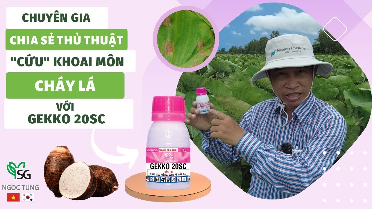 Chuyên gia tập đoàn Nhật Bản chia sẻ cách cứu khoai môn cháy lá với Gekko 20SC#ngoctung#gekko