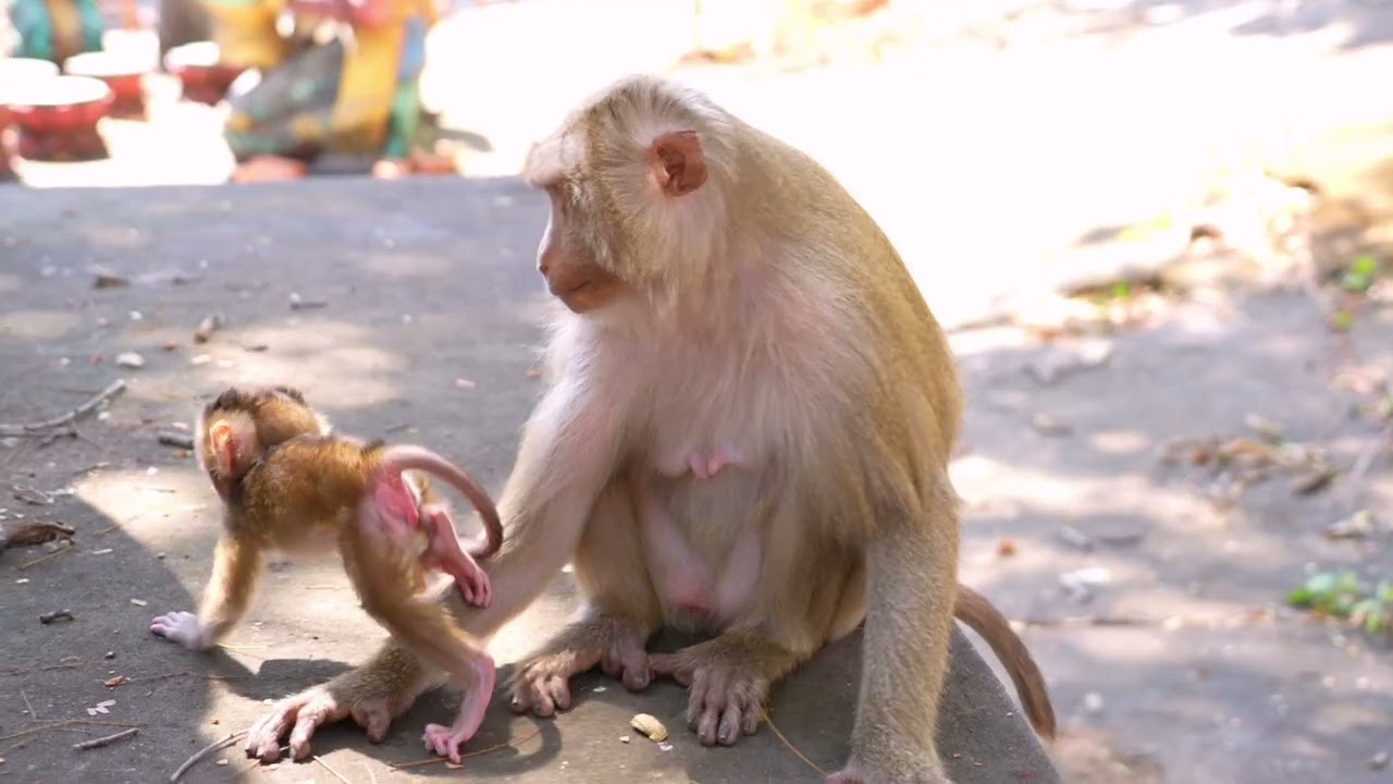 This little monkey has a lot of love from other monkeys.