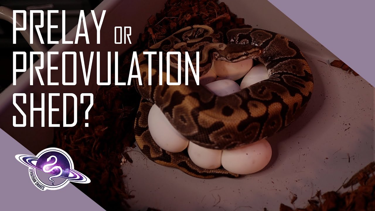 Prelay or Preovulation Shed? | Spring 2022 Season Update