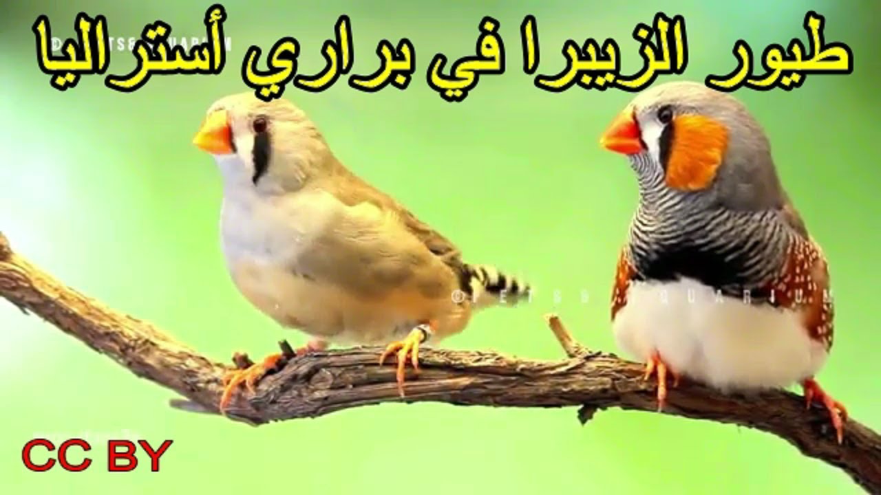 طيور الزيبرا في براري استراليا   ,Zebra Finich, Diamant mondarin