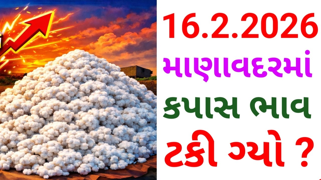 માણાવદરમાં કપાસનો ભાવ ટકી ગ્યો ? Kapas na bhav. cotton price today. આજના તાજા કપાસના ભાવ. કપાસ બજાર
